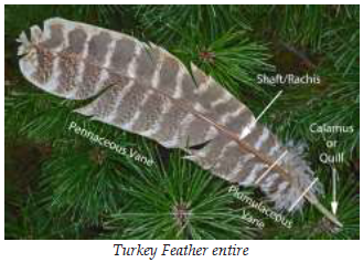 Nature of Feather Construction An important aspect of fly tying is sharing information. In turn it behooves us as fly tiers to speak...